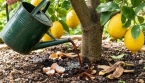 Citronnier : l’astuce de cuisine qui peut aider votre arbre à mieux pousser