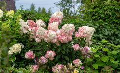 Hortensias : ce geste simple à faire en juin pour préserver de belles fleurs tout l'été