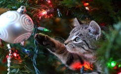 8 idées pour empêcher votre chat de détruire votre sapin de Noël