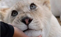 Luna, une rare lionne blanche qui intrigue les passionnés d'animaux