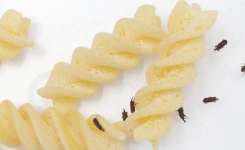 Rappel de pâtes en raison de la présence d’insectes