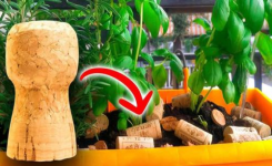 Pourquoi faut-il mettre les bouchons de liège dans le pot des plantes ?
