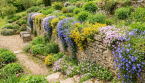 5 plantes en cascade pour habiller un mur avec élégance