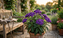 Planter l’héliotrope : guide complet pour une floraison parfumée réussie