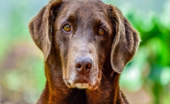 Le chien le plus vieux du monde a 31 ans et vit au Portugal