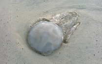 Méduse sur la plage : peut-on la toucher si elle est morte ?