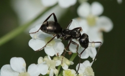 Un chercheur français a appris à des fourmis à «renifler» les cancers