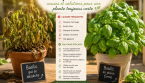 Basilic qui se dessèche : causes et solutions pour une plante toujours verte