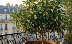 Balcon parfumé : ce petit arbre en pot diffuse un parfum de jasmin tout l'été