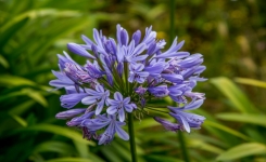 4 plantes résistantes à la sécheresse pour un jardin coloré sans arrosage