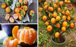 Vous n’achèterez plus de mandarines, plantez les dans un pot et vous en aurez des centaines
