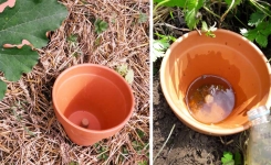 Économiser l'eau au jardin : comment fabriquer des oyas pour moins arroser votre jardin