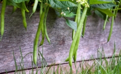 Les secrets pour faire pousser des haricots dans votre jardin