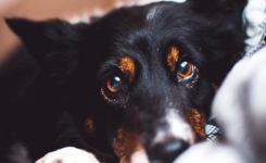 Votre chien comprend vos émotions simplement en sentant votre odeur 