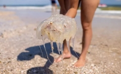 Que faire en cas de piqûre de méduse?