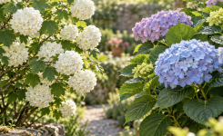 Viorne boule de neige ou hortensia : comment les différencier facilement ?