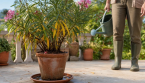 Laurier-rose : l'astuce toute simple pour savoir si votre plante a soif