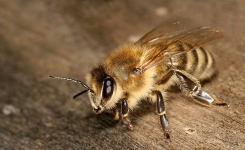 Un nouveau type d'abeille a des dents et mange de la viande!