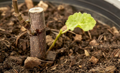 Faire Pousser un Figuier Chez Soi : La Méthode la Plus Simple et Efficace