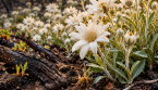 Ces magnifiques fleurs blanches peuvent fleurir en grand nombre après les incendies