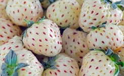 Connaissez-vous la fraise blanche ? Une fraise qui a un goût d’ananas !