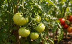 Vos tomates ne rougissent pas ? Voici les causes