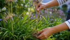 Septembre au jardin : comment préparer correctement les agapanthes ?