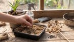 Ne coupez plus vos fleurs d’agapanthes fanées : voici comment les multiplier