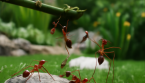 Comment combattre les fourmis dans votre jardin : Solutions efficaces et naturelles