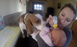 Le chien de la maison n’a jamais eu à apprendre à aimer bébé