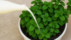 Boostez vos plantes naturellement grâce à la levure