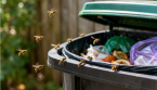 Comment éloigner les guêpes autour des poubelles ?
