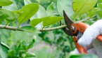 Comment tailler votre citronnier pour obtenir de plus gros citrons