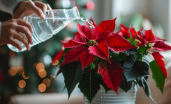 Pourquoi les feuilles du poinsettia tombent-elles ? Causes & solutions