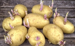 Peut-on manger des pommes de terre germées ?