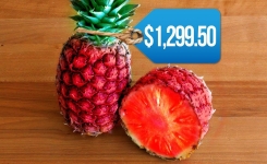 Les 8 fruits les plus chers au monde
