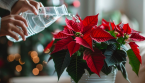 Pourquoi les feuilles du poinsettia tombent-elles ? Causes & solutions