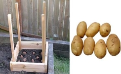 Voici comment récolter 45 kg de pommes de terre dans 1 m² !
