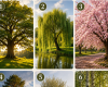 Quel arbre vous attire le plus ? Découvrez ce que cela révèle de vous