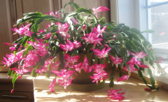Le secret pour que votre cactus de Noël produise plus de fleurs