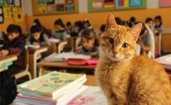 Comment un chat de rue a transformé la vie d’une classe en Turquie