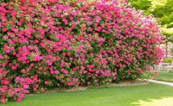 Créer un brise-vue naturel au jardin : pourquoi le Weigela est un excellent choix