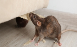 Rongeurs dans la Maison : 6 Réflexes Simples pour Éviter Qu’ils Reviennent