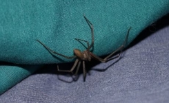 Araignée : une nouvelle espèce très dangereuse semble sévir en France