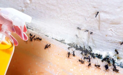 Dites adieu aux fourmis, aux araignées, aux moustiques et aux mites grâce à cette insecticide naturelle