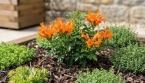 L’arbuste compact aux fleurs orange qui sublime les petits jardins en 2026