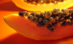 La papaye et ses graines: un puissant remède pour prévenir plusieurs maladies graves