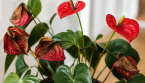 Anthurium rouge fané : que faire pour relancer la floraison ?