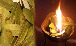 Brûlez les feuilles de Laurier chez vous, c’est excellent pour votre santé