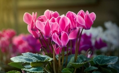 🌸 Cyclamen en hiver : l’erreur à éviter dans la maison et l’endroit idéal pour le garder en bonne santé
